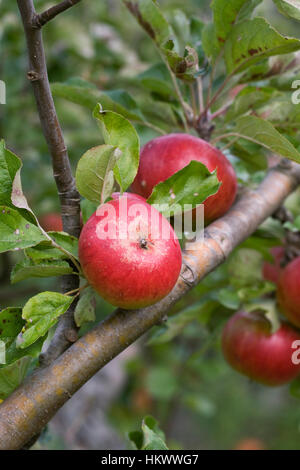 Malus domestica 'Mrs Phillimore'. Pommes sur un arbre. Banque D'Images