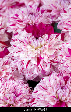 Dahlia 'Peppermint Splash'. Banque D'Images