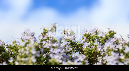 Gros plan d'une abeille sur des fleurs de romarin Banque D'Images