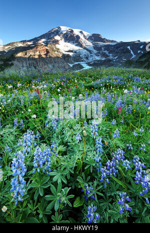Le mont Rainier et subalpines wildflower meadow, Paradise, Mount Rainier National Park, Washington Banque D'Images
