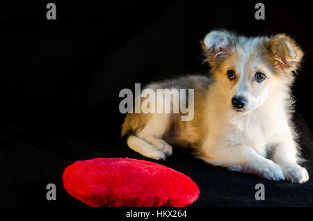 Chiot mignon allongé à côté de l'oreiller en forme de coeur sur fond noir. Banque D'Images