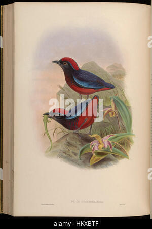 Une aquarelle intitulée 'BirdsAsiaJohnGoVGoul 0280', représentant une variété d'oiseaux exotiques trouvés en Asie, soulignant leur plumage coloré et leurs motifs complexes. Banque D'Images