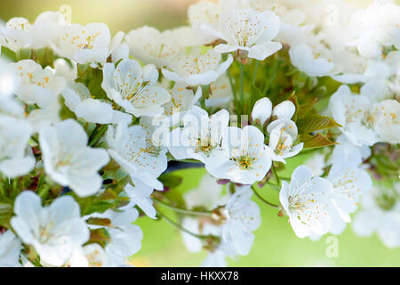 Fleurs blanches délicates fleurs du cerisier noir Bradbourne en fleur, image prise printemps contre un arrière-plan. Banque D'Images