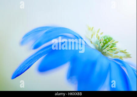 Close-up image de la floraison de printemps fleurs Anémone blanda bleu également connu sous le nom de l'hiver windflower. Banque D'Images