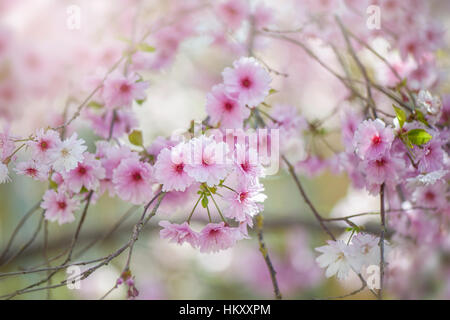 La délicate rose doux, printemps fleur de cerisier Prunus Rose 'Ballerina', image prise contre un doux fond ensoleillé. Banque D'Images