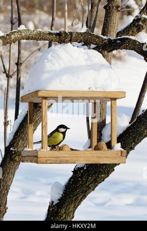 Les mésanges (Paridae) est assis sur la main-d'oiseaux convoyeur avec les miettes et les écrous, scène d'hiver Banque D'Images