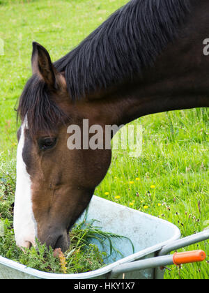 Bay horse avec tête en brouette pleine de mauvaises herbes Banque D'Images