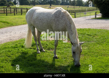 Fleabitten gris New Forest pony le pâturage dans le soleil Banque D'Images