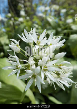 Ramsons, Allium ursinum, également connu sous le nom de l'ail sauvage, avec de nombreuses fleurs blanc flowerhead Banque D'Images