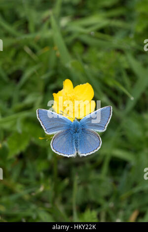 Papillon bleu, commun mâle Polyommatus icarus, nectar sur un bouton d'or avec les ailes ouvertes en Badbury Rings, Dorset, Angleterre Banque D'Images