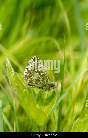 Petit à Skipper butterfly, Pyrgus malvae, reposant sur une feuille de trèfle face vers la droite montrant principalement des ailes Banque D'Images