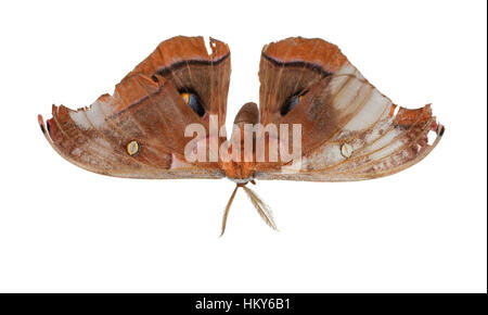 Papillon coloré avec des grandes ailes isolated on white Banque D'Images