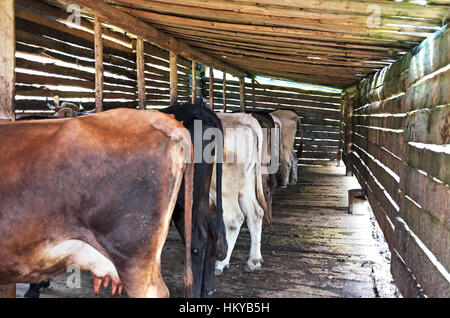 Vaches dans la cale à la ferme laitière dans les Carpates. Montagne authentique grange étable à vaches laitières utilisées par les bergers pendant Banque D'Images