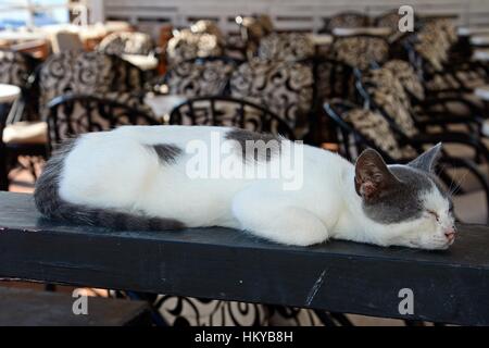 Gris et Blanc cat crétois dormir sur une poutre en bois à un bar d'Harbourside, Hersonissos, Crète, Grèce, Europe. Banque D'Images