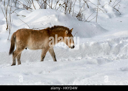Cheval de Przewalski (Equus ferus przewalskii) indigène dans les steppes de Mongolie, l'Asie centrale dans la neige en hiver Banque D'Images