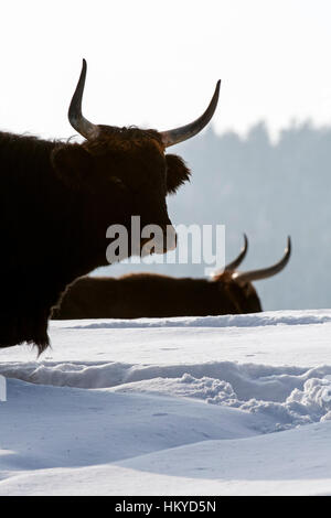 Heck bovins (Bos domesticus) bull dans la neige en hiver. Tentative de retour la race disparue d'aurochs (Bos primigenius) Banque D'Images