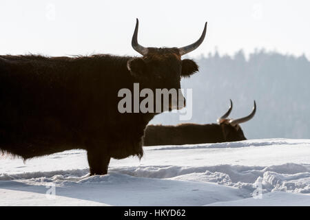 Heck bovins (Bos domesticus) bull dans la neige en hiver. Tentative de retour la race disparue d'aurochs (Bos primigenius) Banque D'Images