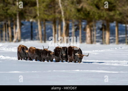 Heck bovins (Bos domesticus) troupeau marchant dans la neige en hiver. Tentative de retour la race disparue d'aurochs (Bos primigenius) Banque D'Images