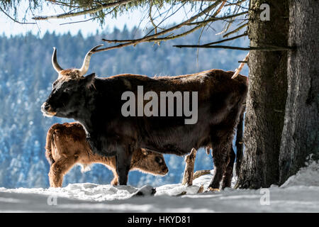 Heck bovins (Bos domesticus) Vache et son veau dans la neige en hiver. Tentative de retour la race disparue d'aurochs (Bos primigenius) Banque D'Images