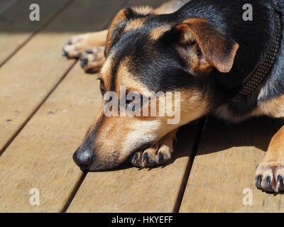 Chiot Fox Terrier miniature portant au soleil Banque D'Images