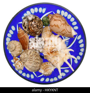 Les puits des mollusques de la mer tropicaux se situent sur vase en verre bleu. Vue supérieure, Studio shot isolé Banque D'Images