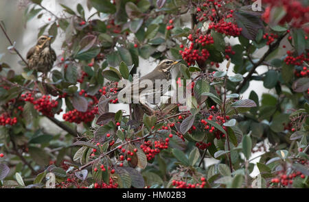 Redwings-Turdus iliacus rss sur Cotoneaster de baies. L'hiver. Banque D'Images