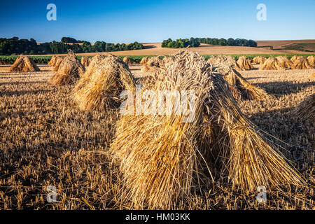 Moyettes traditionnels de blé dans un champ dans le Wiltshire, Royaume-Uni. Banque D'Images