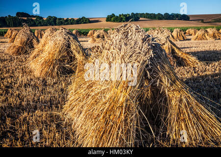 Moyettes traditionnels de blé dans un champ dans le Wiltshire, Royaume-Uni. Banque D'Images