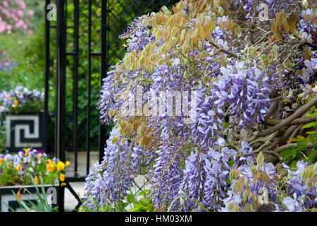 Cllimbing glycine sur un porche d'entrée en fer forgé dans le jardin d'une maison de maître Banque D'Images