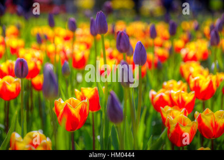 Tulipes jaunes fleurissent au printemps en Hollande sur le terrain Banque D'Images