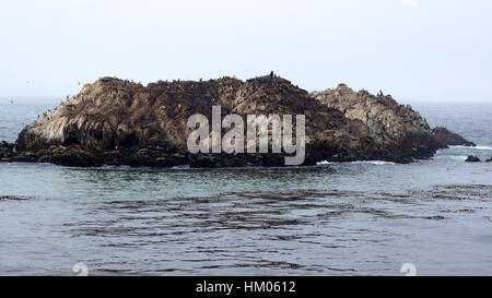 MONTEREY, California, UNITED STATES - Oct 6, 2014 : Bird Rock est l'un des plus populaires arrêts le long de la 17-Mile Drive. Il y a des centaines d'oiseaux, des phoques et lions de mer . Banque D'Images