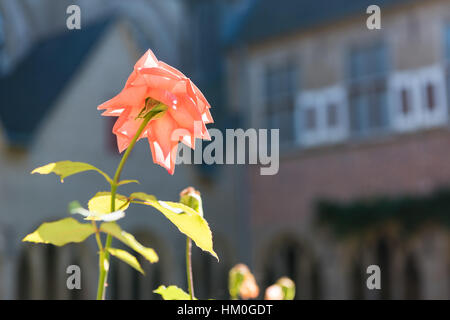 XANTEN, ALLEMAGNE - 07 septembre 2016 : La Rose de Saint Victor reflète la lumière du soleil qui brille dans le patio de la Cathédrale Banque D'Images