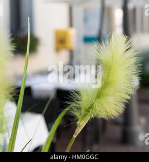 XANTEN, ALLEMAGNE - 07 septembre 2016 : vue détaillée sur la fleur décoration d'un restaurant Banque D'Images