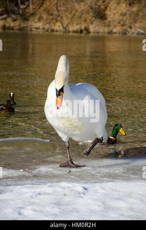 Cygne sur glace Banque D'Images