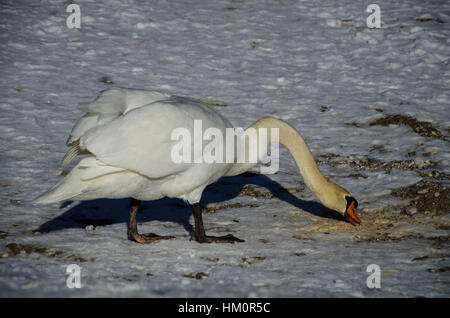 Cygne sur glace Banque D'Images