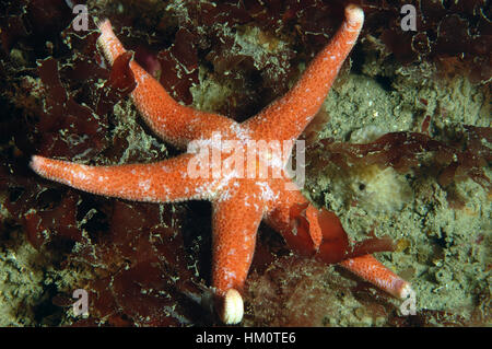 Henry sanglante - Henricia aculata Starfish Banque D'Images