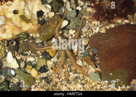 Ophiothrix fragilis commun Bittlestar - Banque D'Images