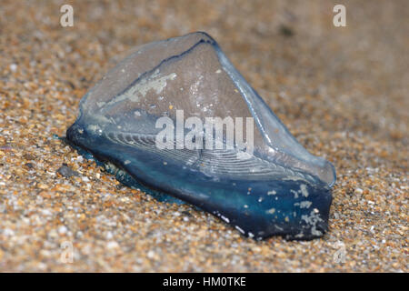 Par le vent marin - Velella velella Banque D'Images