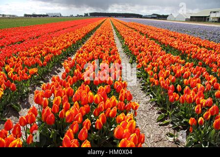 Début de l'unique "Flair" Tulipes, champs de tulipes en Hollande Banque D'Images