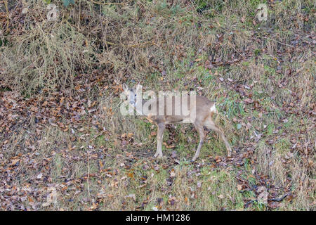 Le Chevreuil (Capreolus capreolus debout sur une banque d'herbe Banque D'Images