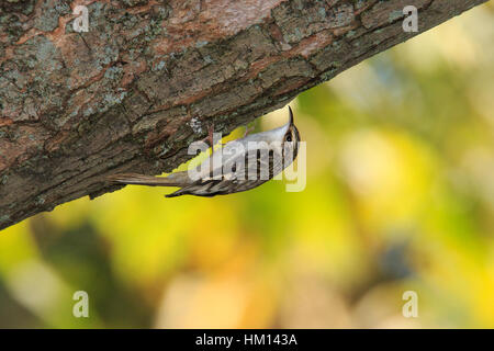 Grimpereau brun (Certhia americana) accroché à la branche d'arbre Banque D'Images