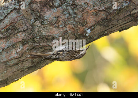 Grimpereau brun (Certhia americana) accroché à la branche d'arbre Banque D'Images