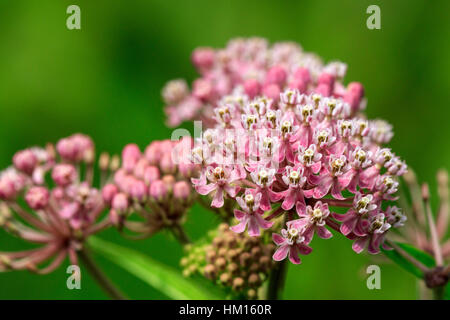 L'asclépiade commune (Asclepias syriaca) fleurs Banque D'Images