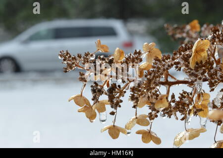 Dead flower après tempête de neige Banque D'Images
