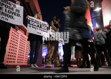 Hollywood, CA, USA. 27 Jan, 2017. Les gens ont des signes au cours d'une protestation PETA du film ''un chien au but'' en face de l'ArcLight Theatre le Vendredi, 27 janvier 2017 à Hollywood, Californie, PETA a appelé à un boycott du film tiré de la violence envers les animaux après une vidéo diffusé par le TMZ a montré une German Shepard d'être contraints à un pool d'eau turbulente. © 2017 Patrick T. Fallon - Restrictions : * LA, OC, Ventura, Riverside, San Diego Les journaux de la région et des droits TV OUT Crédit : Patrick Fallon/ZUMA/Alamy Fil Live News Banque D'Images