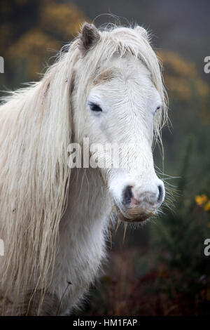 Poneys sauvages des montagnes Carneddau habitués à la brume humide dans les contreforts du Pays de Galles près du village de Lixwm. Banque D'Images