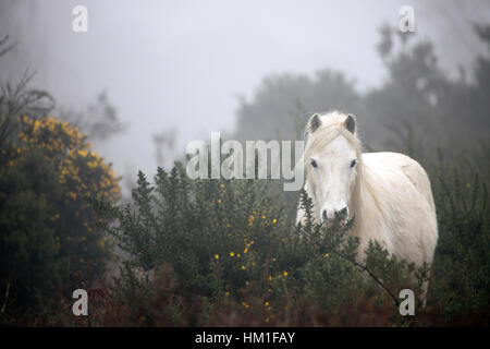 Poneys sauvages des montagnes Carneddau habitués à la brume humide dans les contreforts du Pays de Galles près du village de Lixwm. Banque D'Images