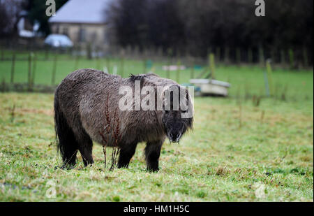 Bolton, Lancashire, UK. Jan 31, 2017. Un jour pour cette mélancolie humide poney détrempé le long de l'enterrer, Bolton et Manchester Canal, Bolton, Lancashire. Photo par Paul Heyes, mardi 31 janvier, 2017. Crédit : Paul Heyes/Alamy Live News Crédit : Paul Heyes/Alamy Live News Banque D'Images