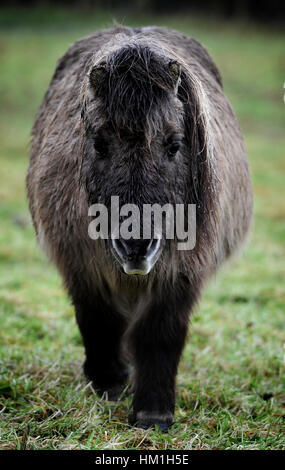 Bolton, Lancashire, UK. Jan 31, 2017. Un jour ou la mélancolie humide ce poney détrempé le long de la Bolton et Manchester Bury, Canal, Bolton, Lancashire. Photo par Paul Heyes, mardi 31 janvier, 2017. Crédit : Paul Heyes/Alamy Live News Crédit : Paul Heyes/Alamy Live News Banque D'Images