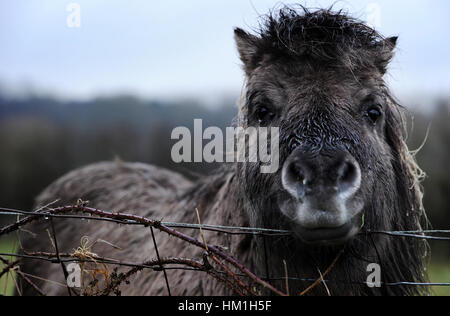 Bolton, Lancashire, UK. Jan 31, 2017. Un jour ou la mélancolie humide ce poney détrempé le long de la Bolton et Manchester Bury, Canal, Bolton, Lancashire. Photo par Paul Heyes, mardi 31 janvier, 2017. Crédit : Paul Heyes/Alamy Live News Crédit : Paul Heyes/Alamy Live News Banque D'Images